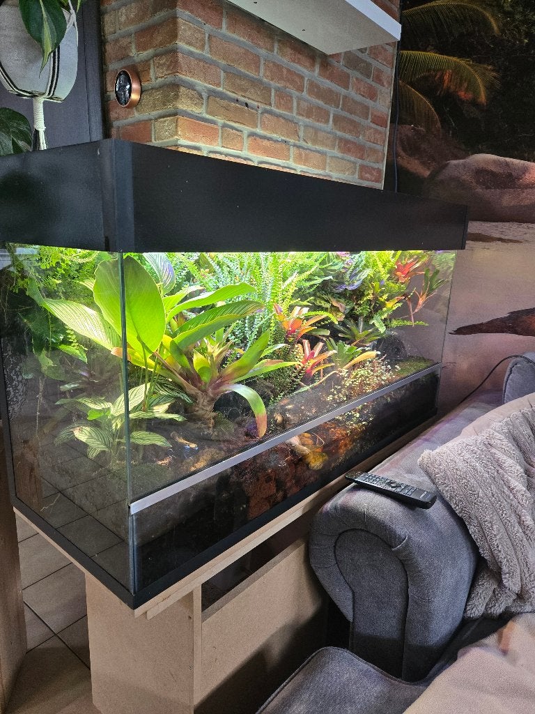 Paludarium met gifkikkers, Animaux & Accessoires, Reptiles & Amphibiens | Accessoires, Enlèvement, Utilisé, Terrarium ou Paludarium
