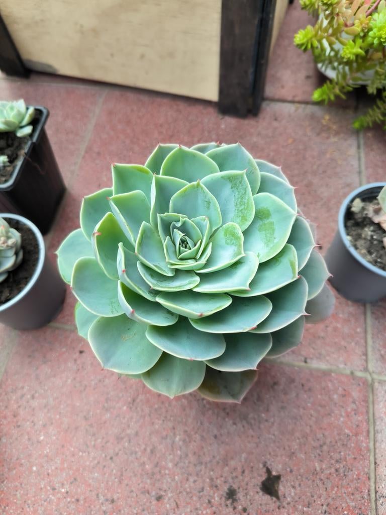 Echeveria elegans vetplant, Tuin en Terras, Ophalen, Lente, Vaste plant, Volle zon