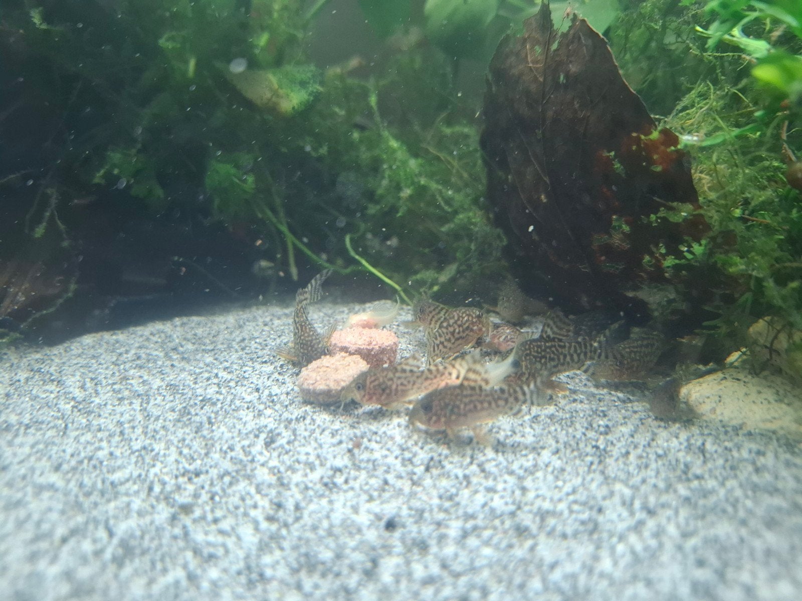 Corydoras sterbai