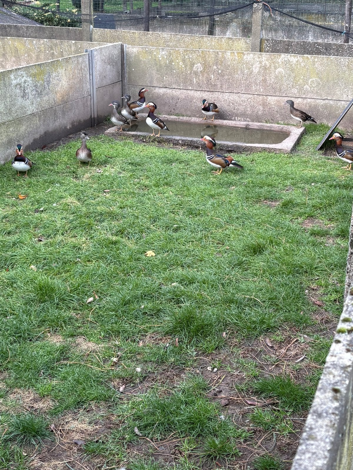 Bijouterie : canards 2026, Animaux & Accessoires, Plusieurs animaux, Canard