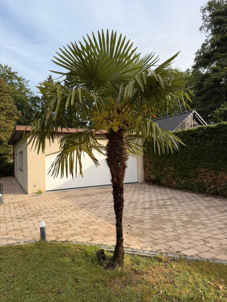 Palmboom, Tuin en Terras, Planten | Bomen, Ophalen, Volle zon, Palmboom, 250 tot 400 cm