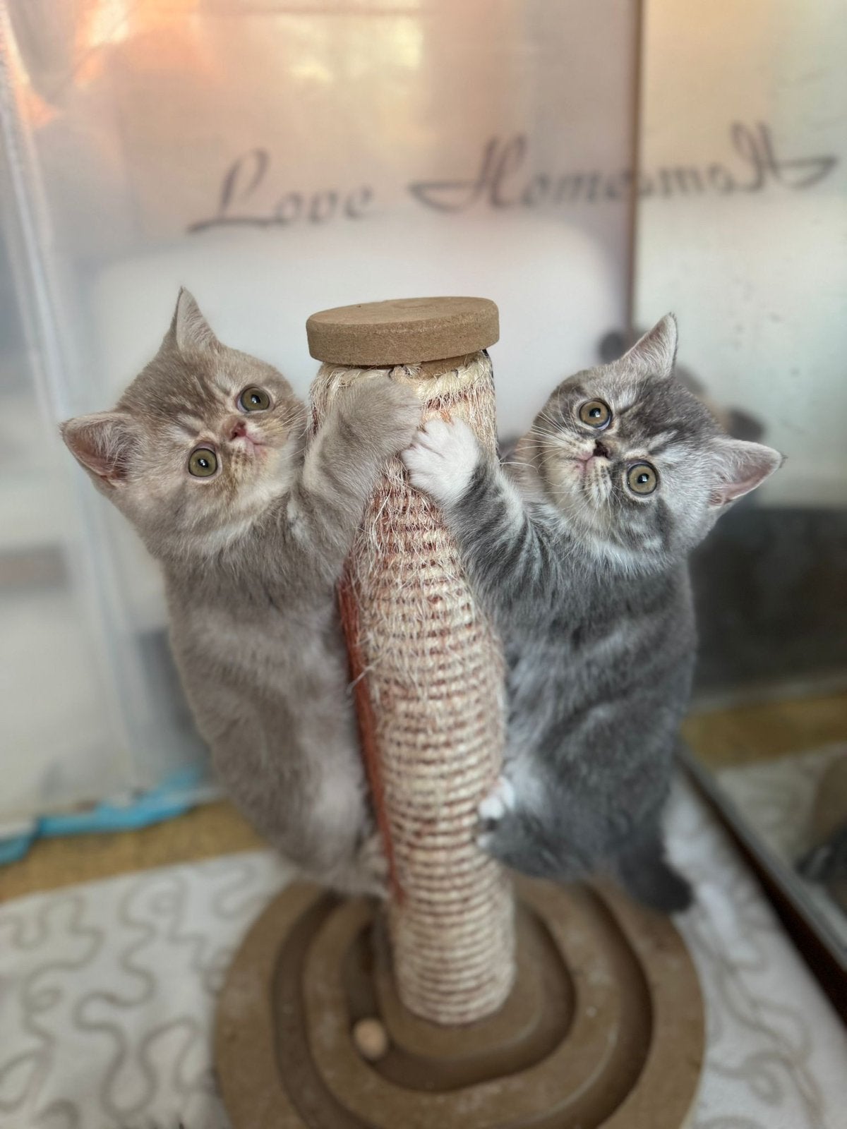 Exotic korthaar / langhaar, Meerdere dieren, Met stamboom, 0 tot 2 jaar