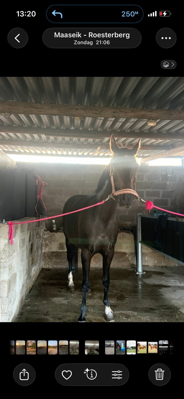 Dressuurpaard, Cheval de dressage, Avec pedigree, 11 ans ou plus, M