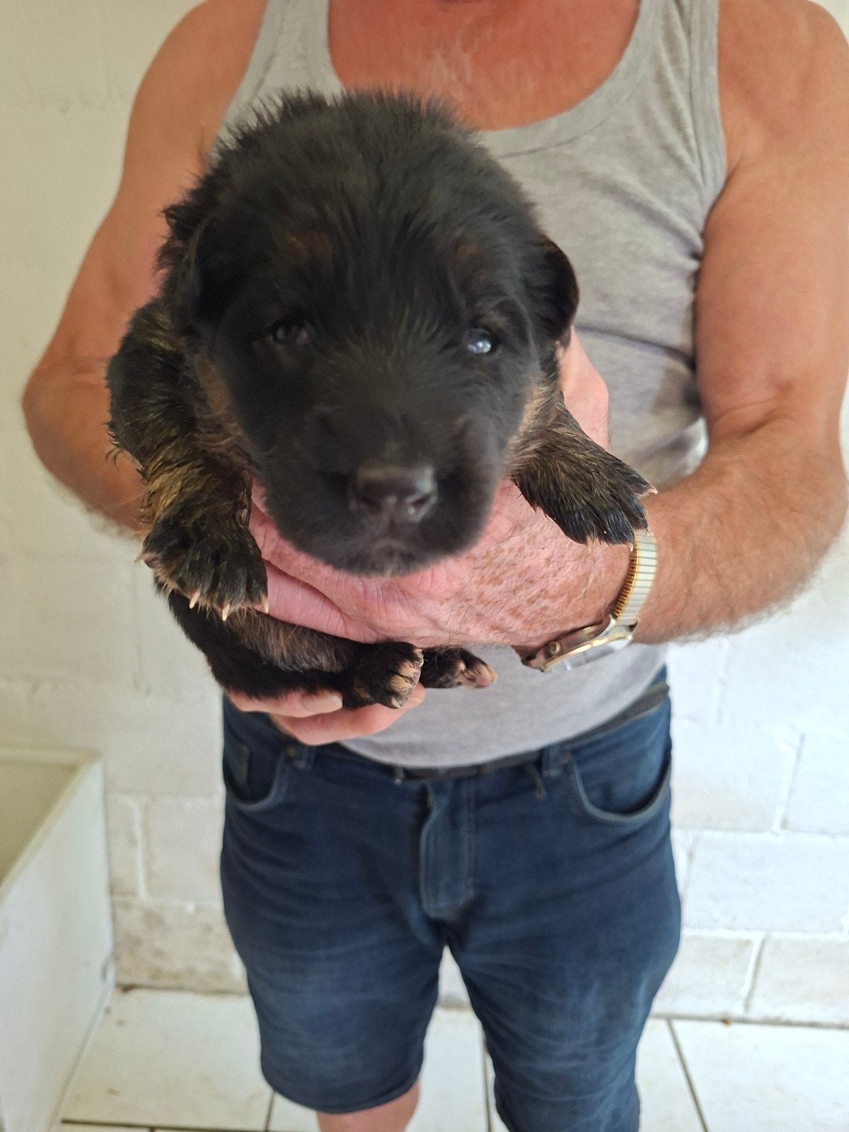 langharig oude duitseherders pups, België, Particulier, Reu, CDV (hondenziekte)