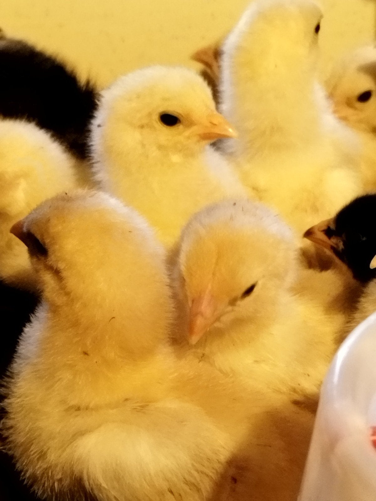 Brahma lemon pyle kuikens, Dieren en Toebehoren, Pluimvee