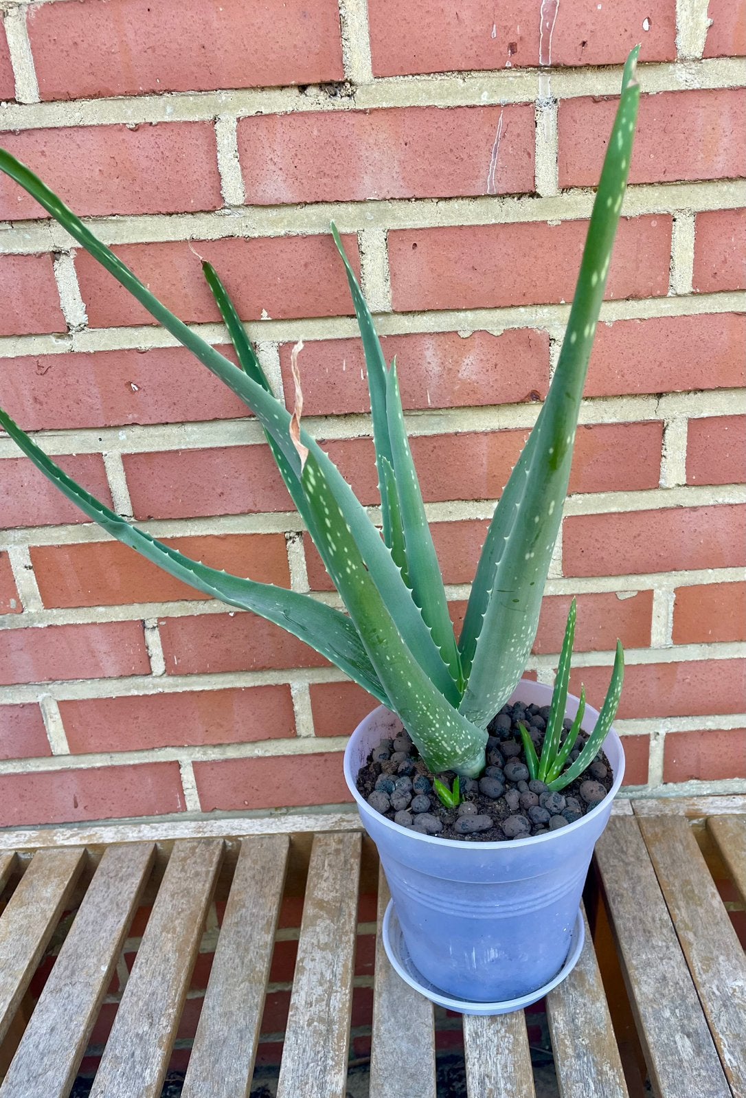 Aloë vera met 4 shoots (pot incl.), Tuin en Terras, Volle zon, Vaste plant, Bloeit niet, Ophalen