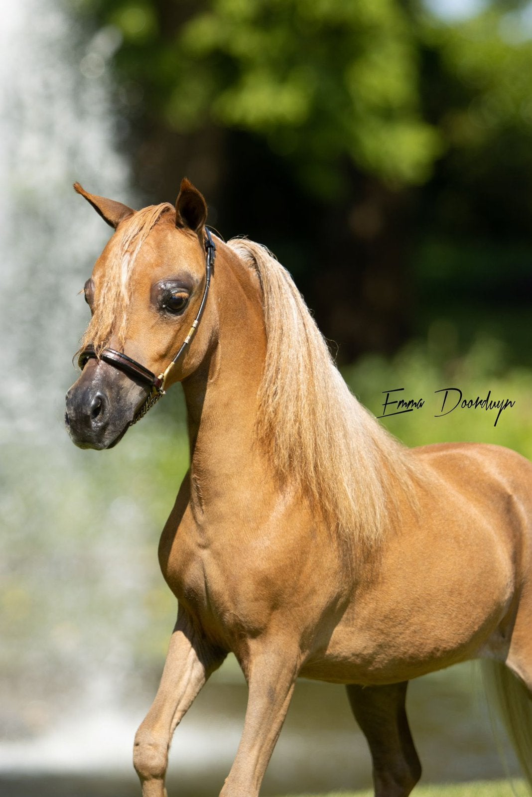 2 mini merrie ponys , 1 drachtig, Jument