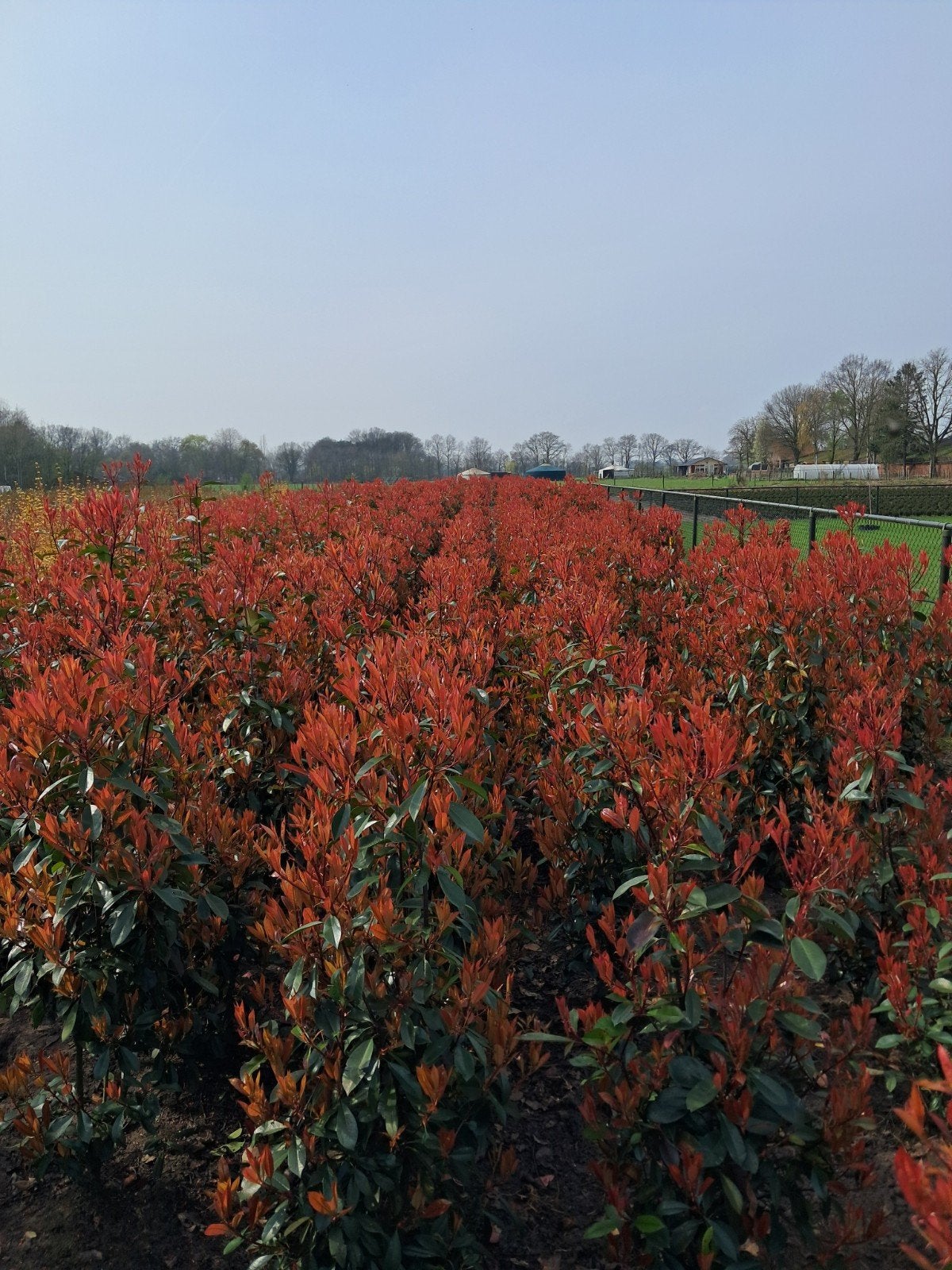 photinia fraseri red robin glansmispel van 80 tot 225 cm