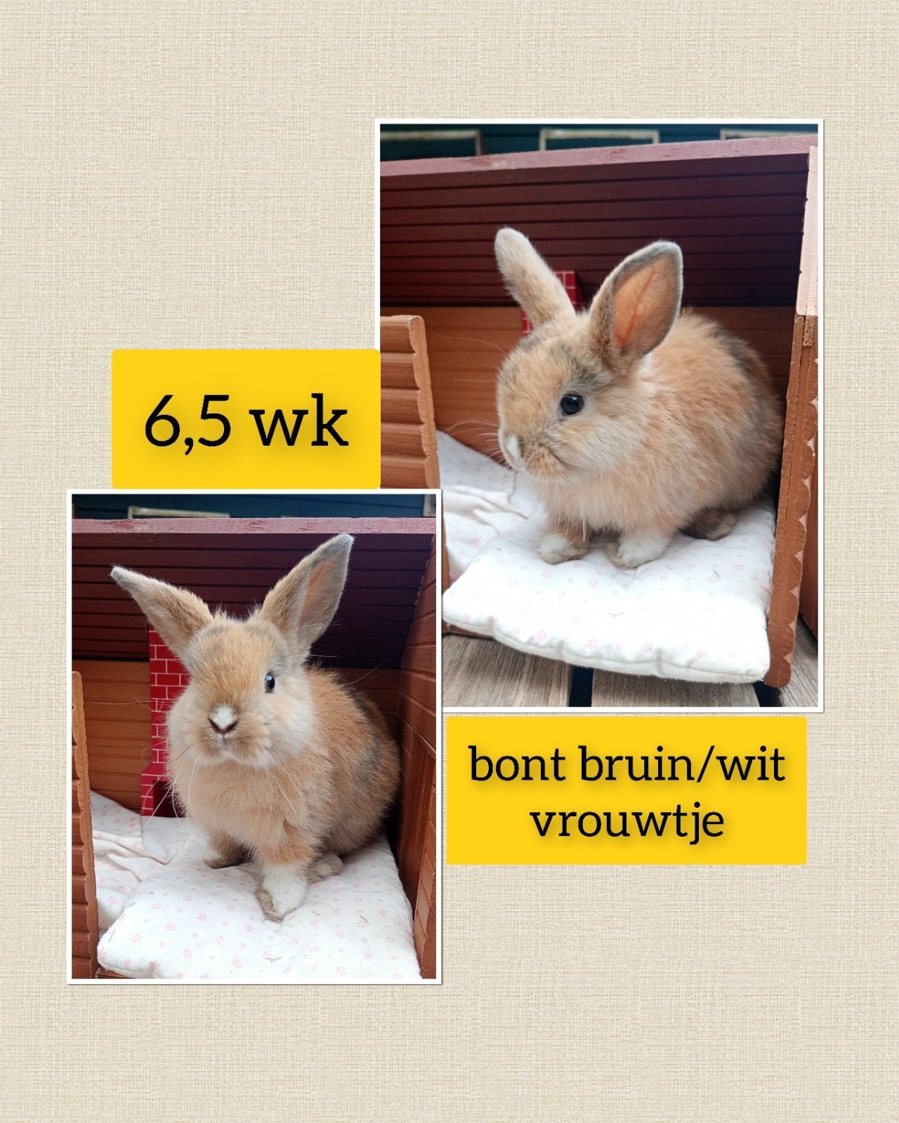 Prachtig bont bruin vrouwtje lief, tam en zindelijk!!!, Femelle, Nain, Oreilles tombantes, 0 à 2 ans