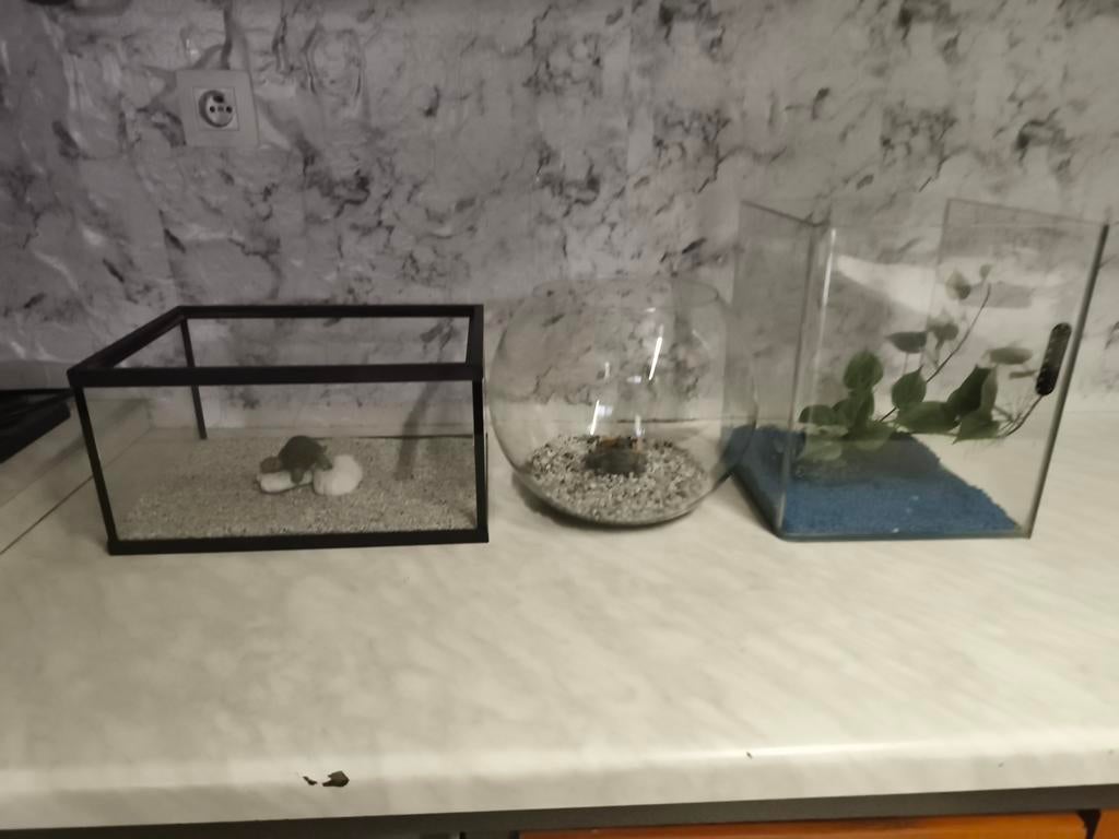 Kleine aqarium te koop, Enlèvement