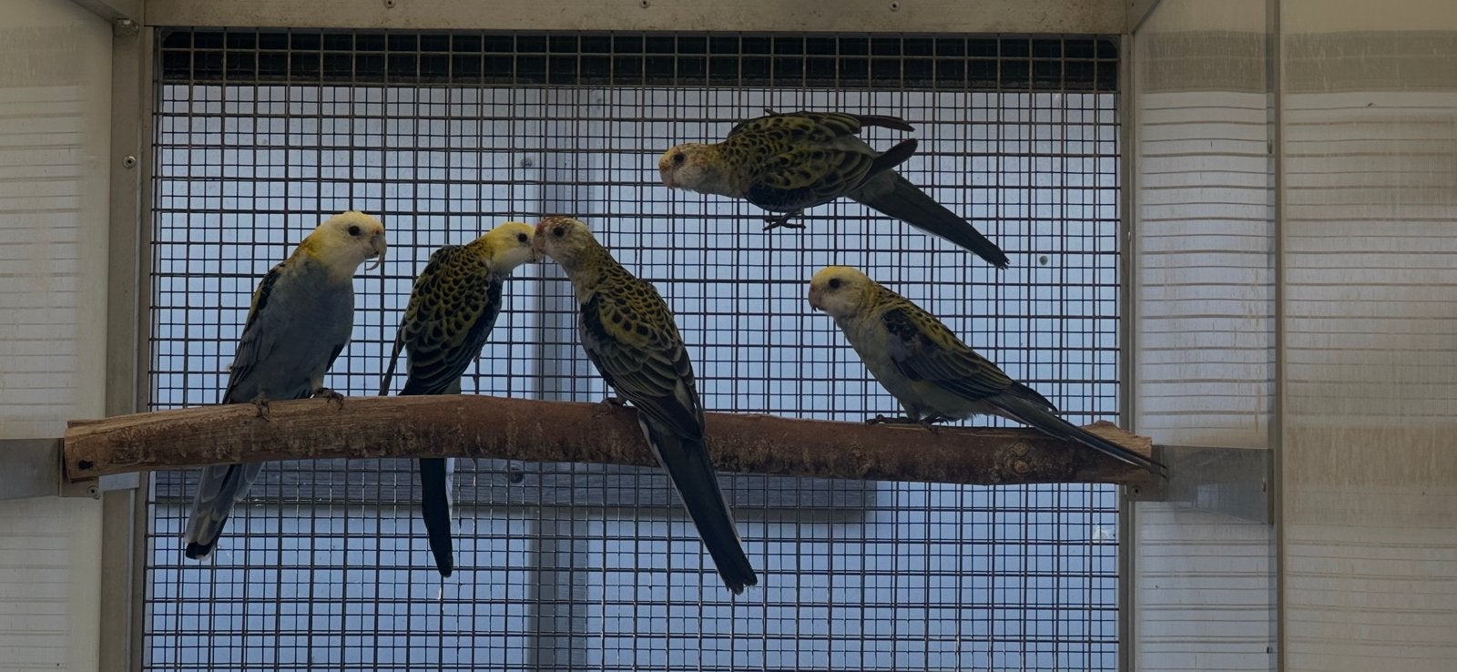 Bleekkop rosella’s, Geslacht onbekend, Parkiet, Geringd