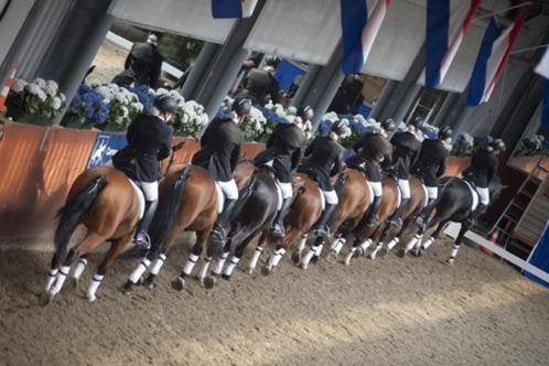Gezocht: B t/m E pony’s & kleine paarden, Plusieurs animaux, Ne s'applique pas