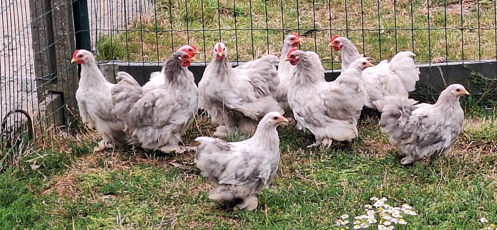 cochin kriel BOBTAIL, Dieren en Toebehoren, Pluimvee, Kip, Meerdere dieren