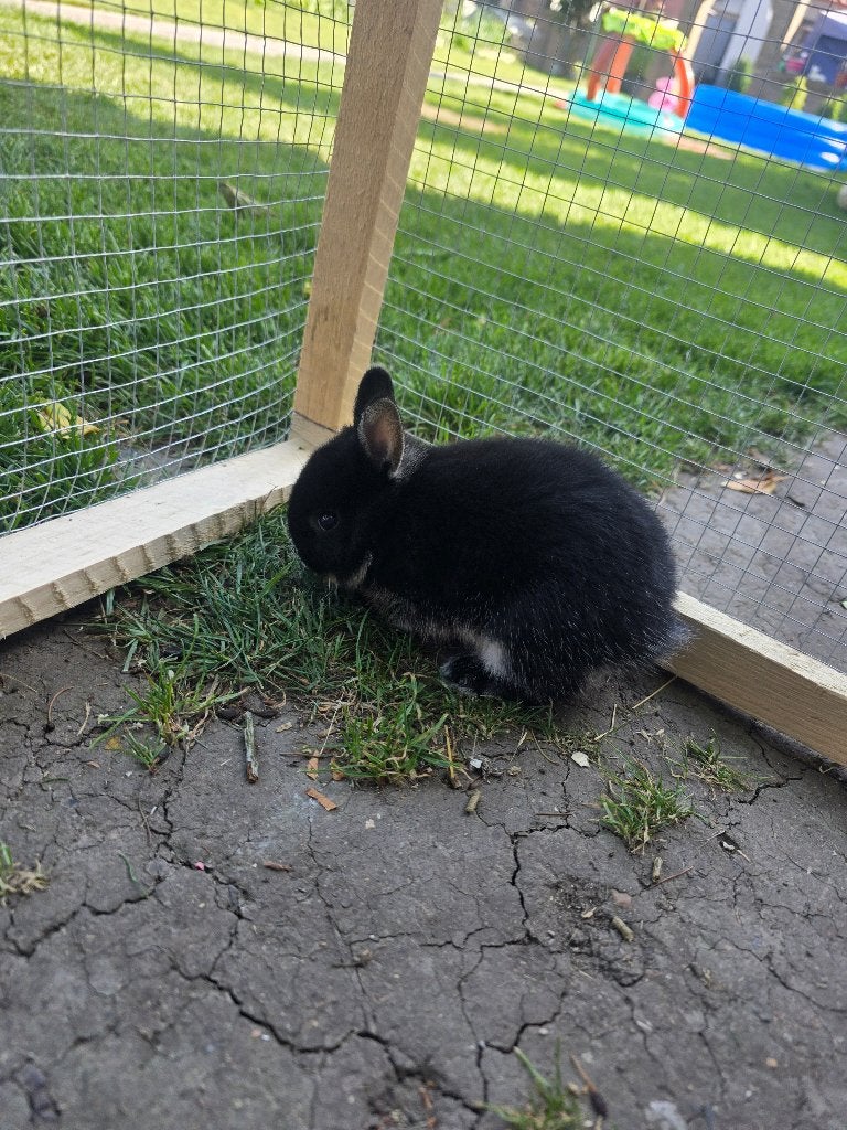 2 petit lapin nain nee le 3 mai disponible sur charleroi ., Animaux & Accessoires, Plusieurs animaux, Petit, 0 à 2 ans