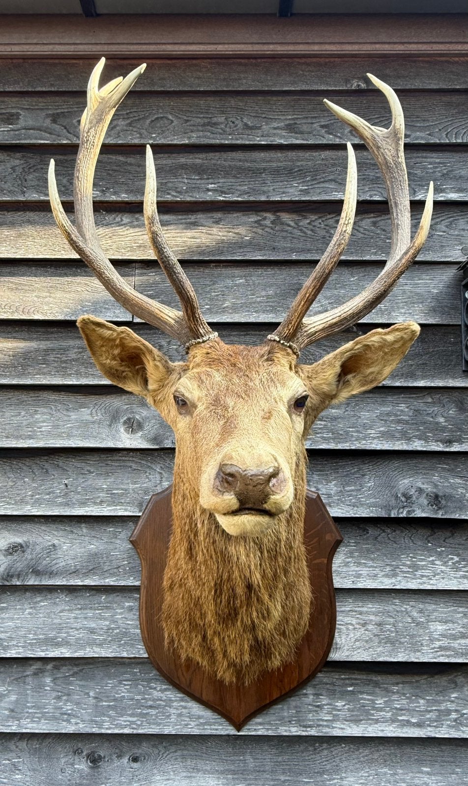 Belle tête de cerf plus grande avec de beaux bois ! ! !, Enlèvement, Utilisé, Cerf, Bois ou Tête