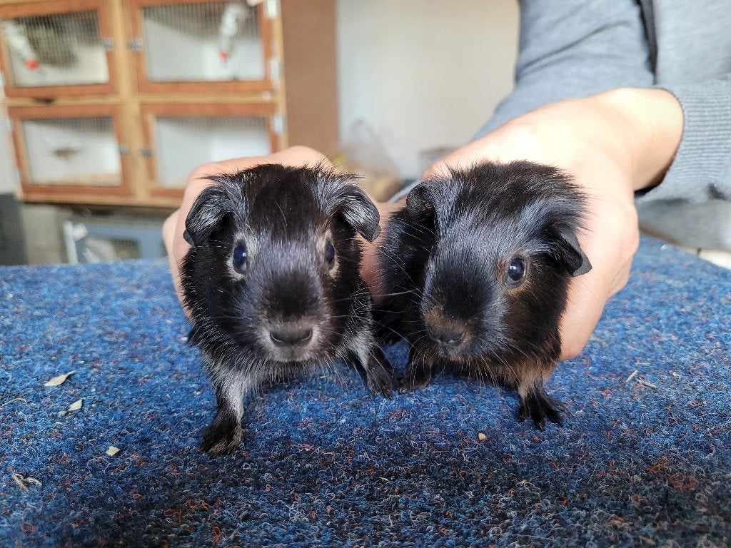 Mooie zwarte tan en goud cavia's, Dieren en Toebehoren, Cavia, Mei, Meerdere dieren, Tam