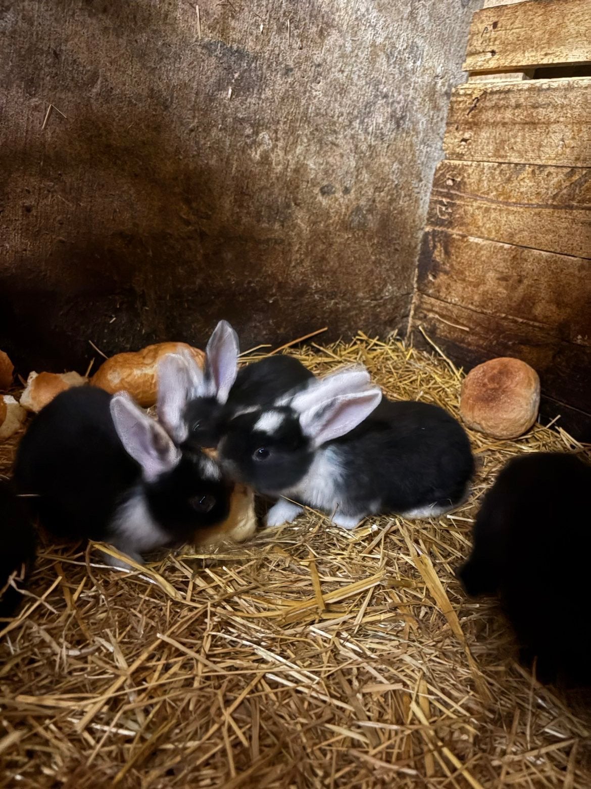 Vlaamse reus, Dieren en Toebehoren, Meerdere dieren, Groot, 0 tot 2 jaar