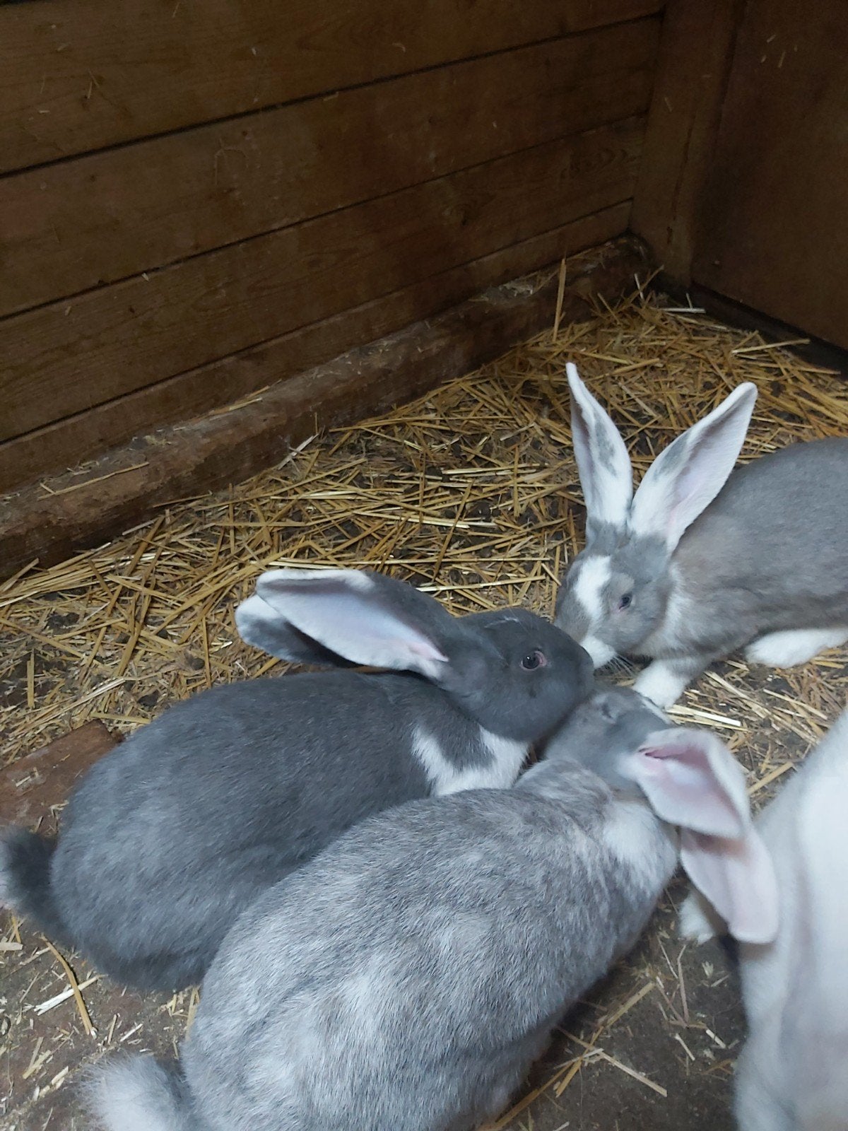 duitse reus, Dieren en Toebehoren