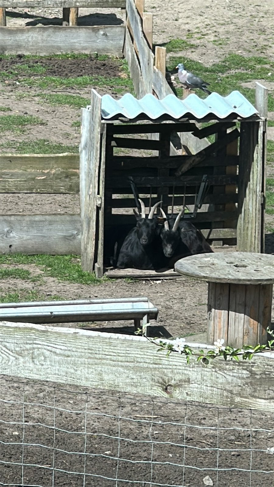 Geiten, Animaux & Accessoires