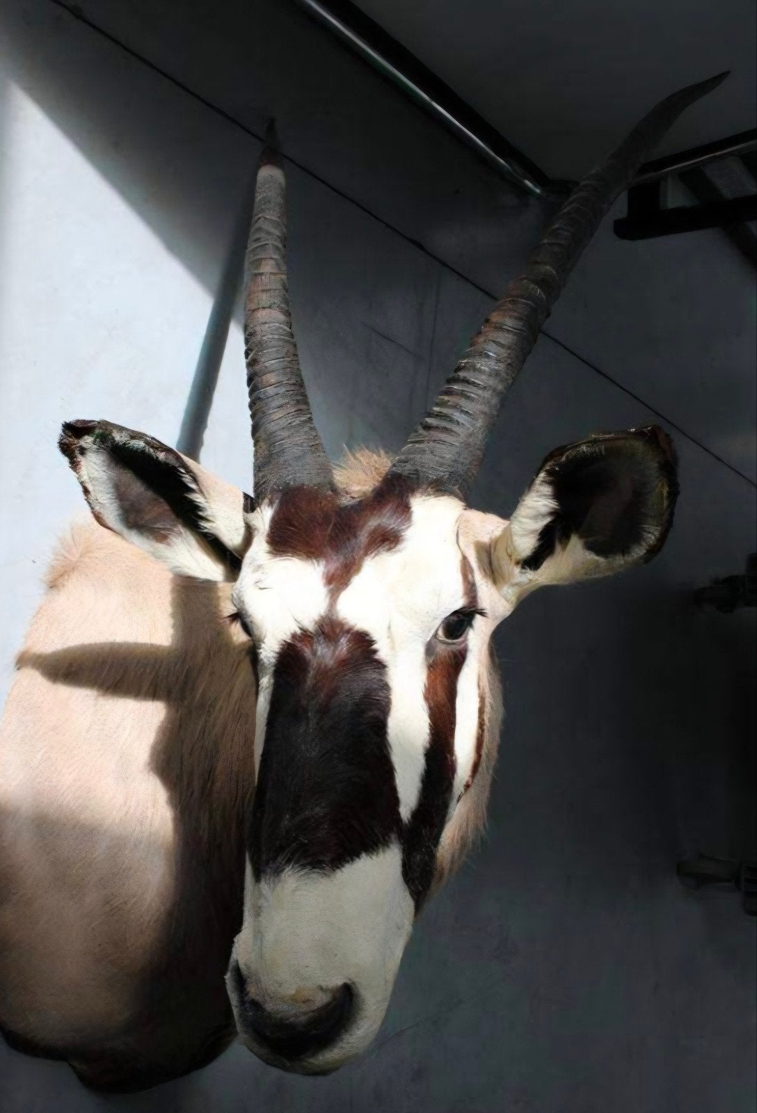 Orygazelle (Afrikaanse antilope), Ophalen