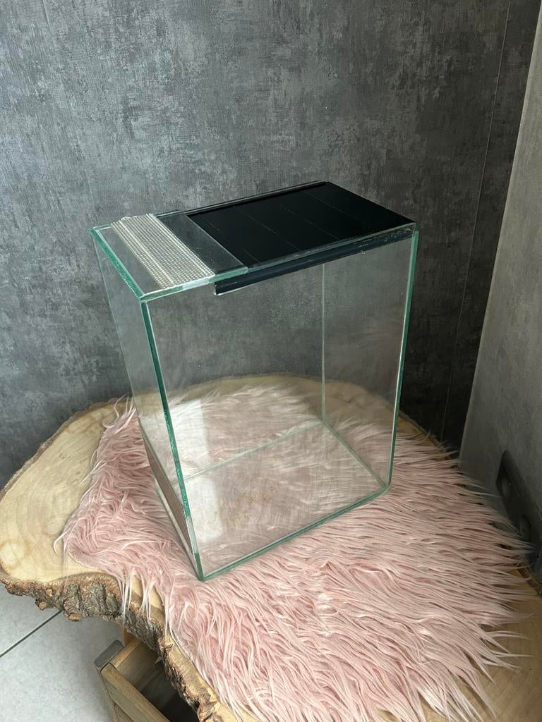 Glazen terrarium / insectenbak te koop., Dieren en Toebehoren, Insecten en Spinnen, Wandelende tak