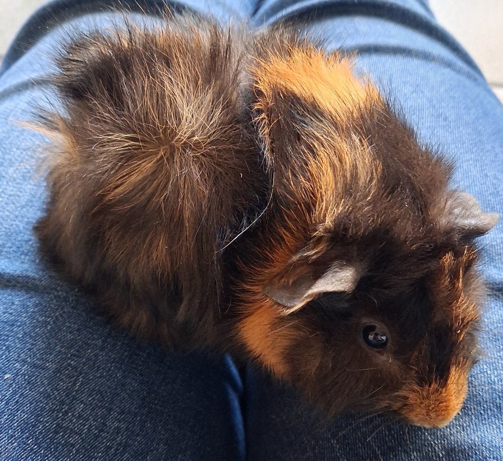 2 cavia's te koop, Animaux & Accessoires, Septembre, Mâle, Cobaye