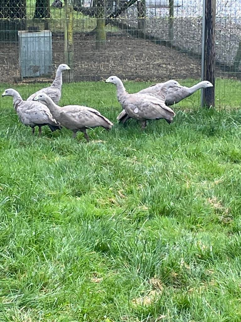 Hoendergans, Dieren en Toebehoren, Pluimvee, Meerdere dieren, Gans of Zwaan