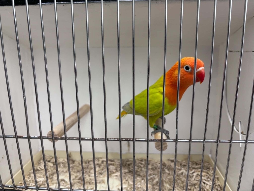 Agapornis fischeri opaline, Dieren en Toebehoren, Vogels | Parkieten en Papegaaien, Meerdere dieren, Dwergpapegaai of Agapornis