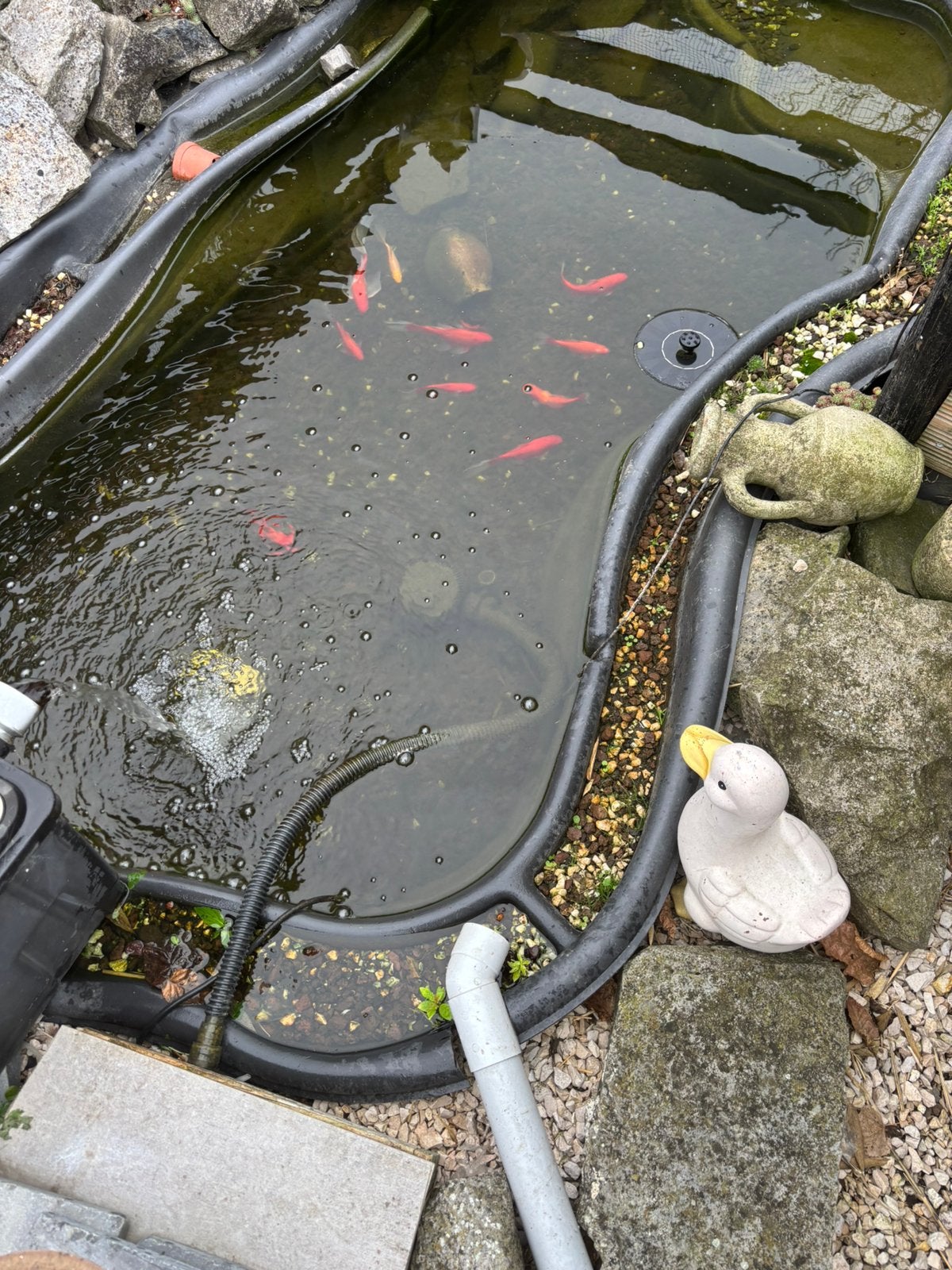 Goudvis, Tuin en Terras, Ophalen, Gebruikt