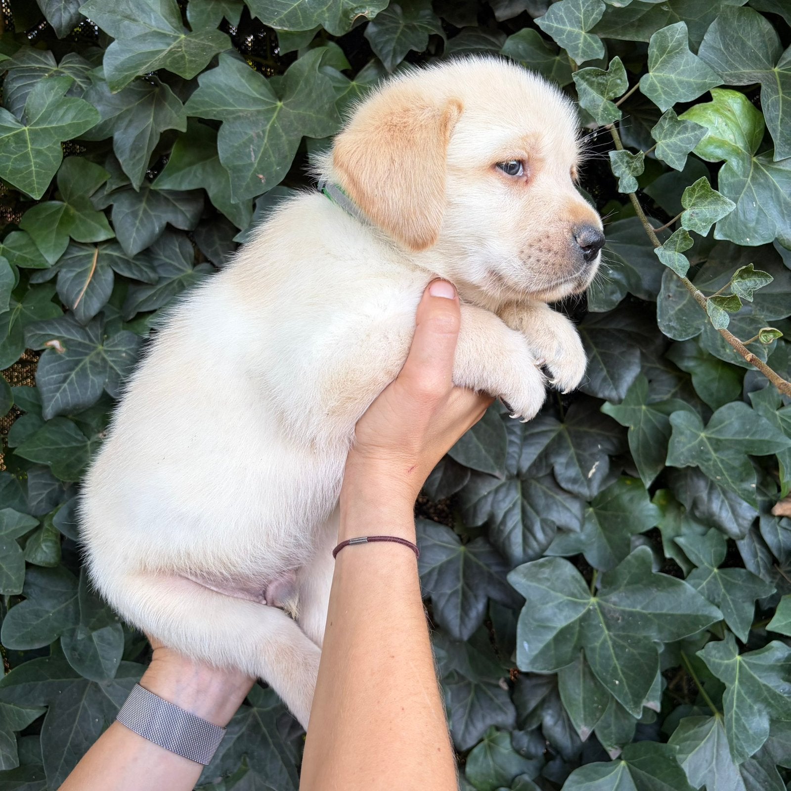 Blonde Labrador pups met Vlaams stamboom, Dieren en Toebehoren, België, Reu, 8 tot 15 weken, Labrador retriever