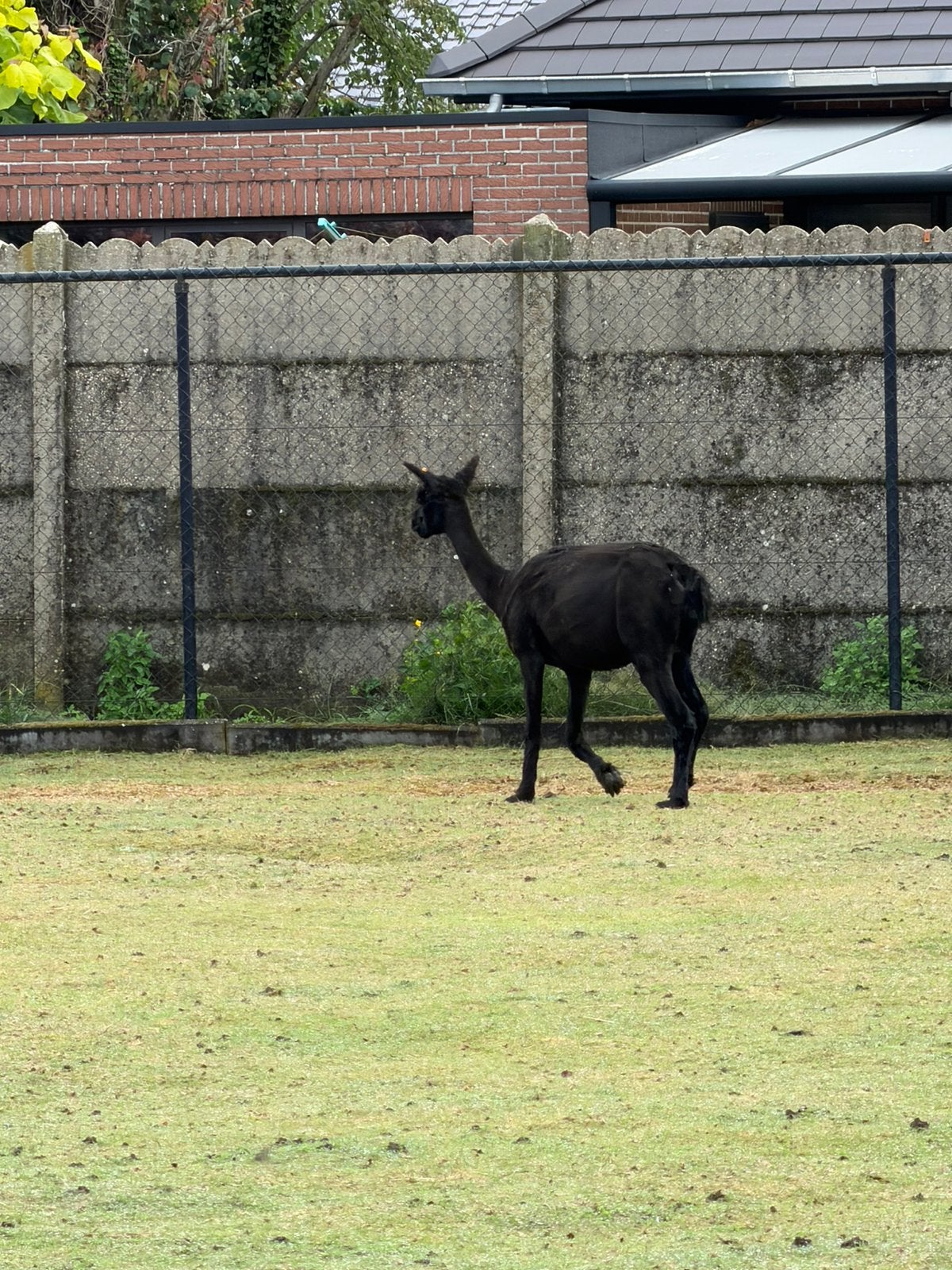 Alpaca s hengst volle merrie, Dieren en Toebehoren, Januari, Vrouwelijk
