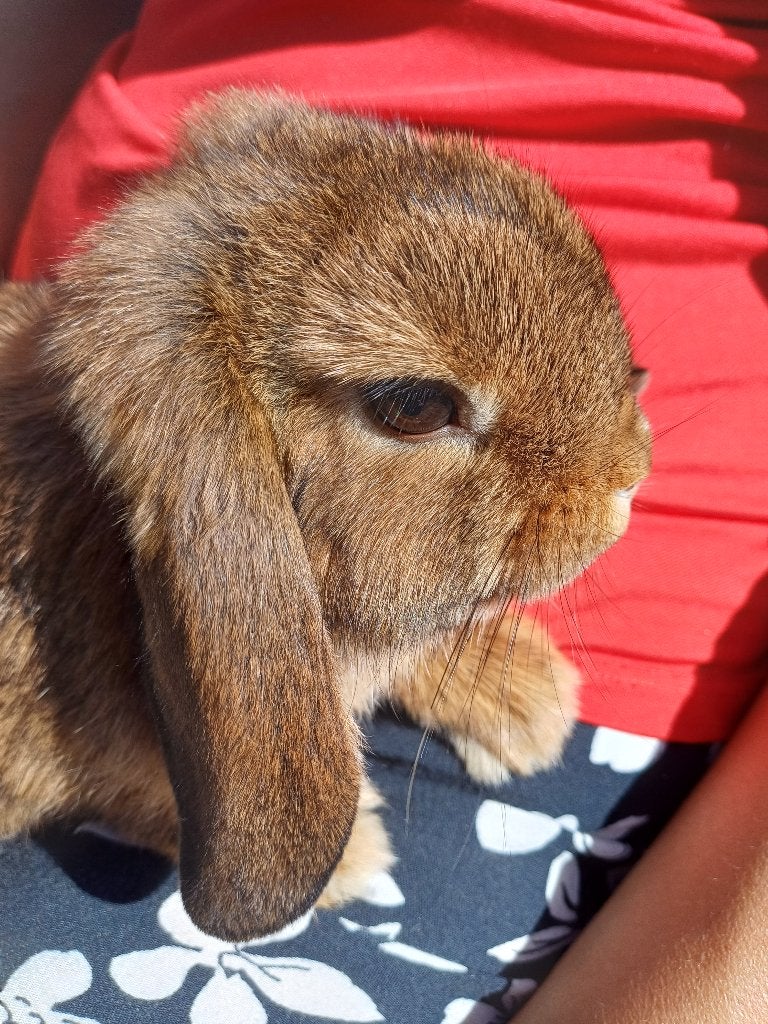 Heel lief konijntje, Dieren en Toebehoren, Konijnen, Mannelijk, Klein, Hangoor, 0 tot 2 jaar