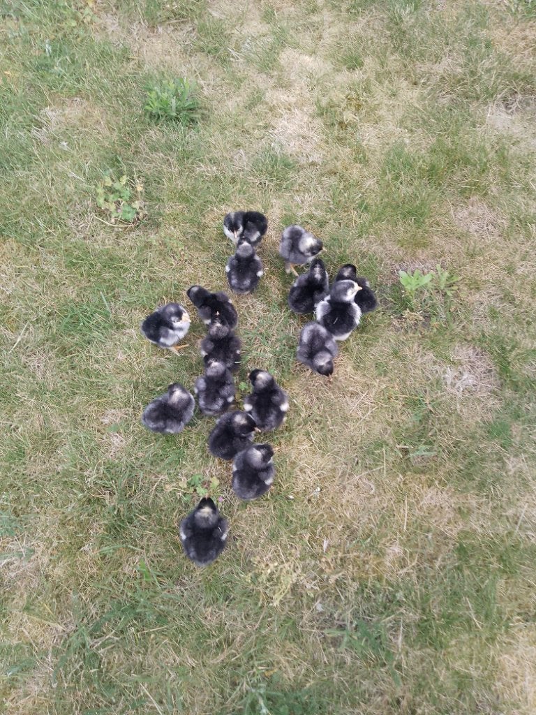Mechelse Koekoek, Dieren en Toebehoren, Pluimvee, Meerdere dieren, Kip