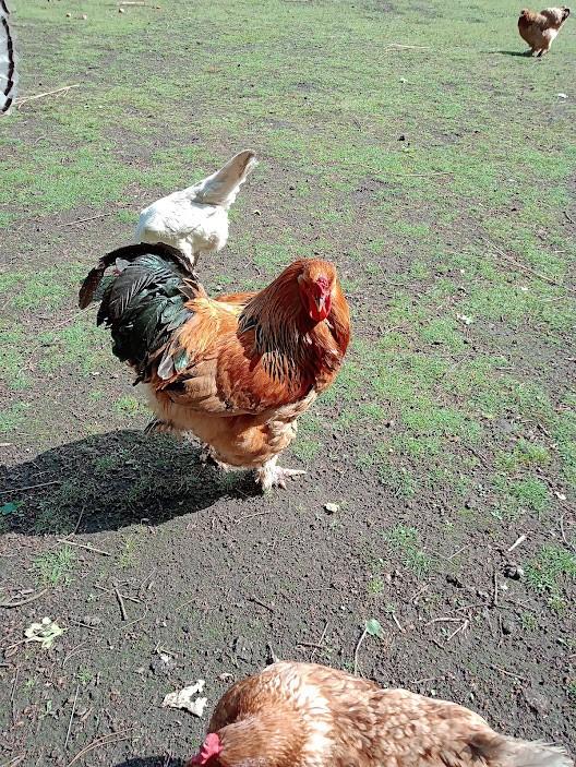BRAHMA haan, Dieren en Toebehoren, Pluimvee, Mannelijk, Kip