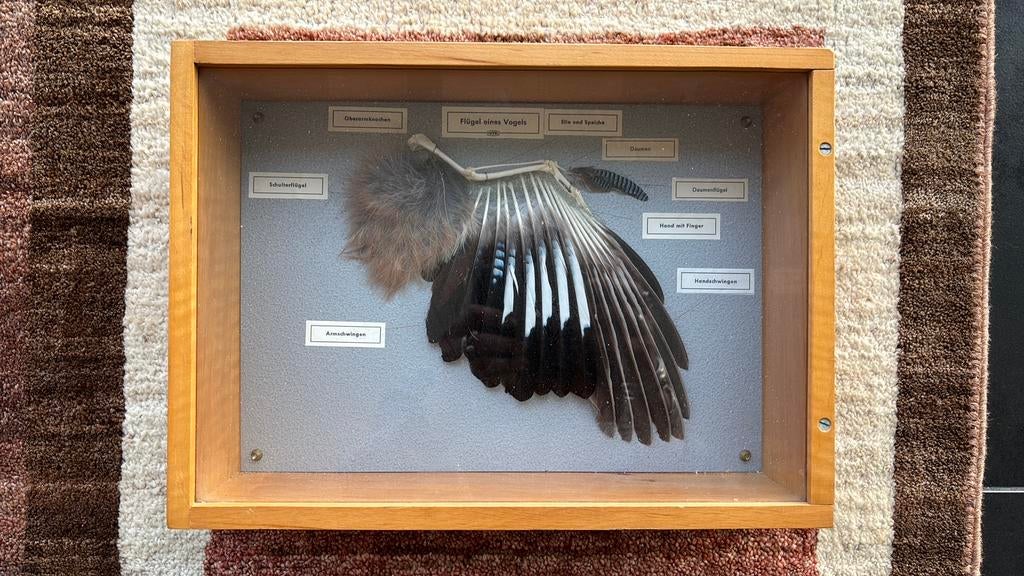 Vintage PHYWE anatomical specimen gaaienvleugel taxidermy, Verzamelen, Dierenverzamelingen, Zo goed als nieuw, Opgezet dier, Vogel