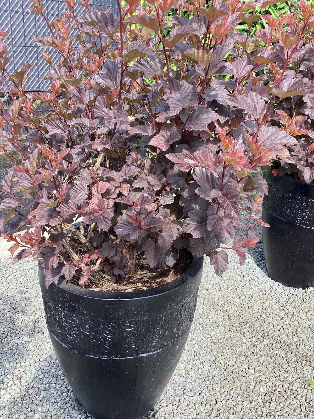 Zwart pot  plant Physocarpus opulifolius 'Diabolo', Tuin en Terras, Ophalen