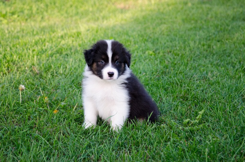 Australian Shepherd pups geboren op boerderij, Particulier, Chien (mâle), Maladie de Carré (chiens), 8 à 15 semaines