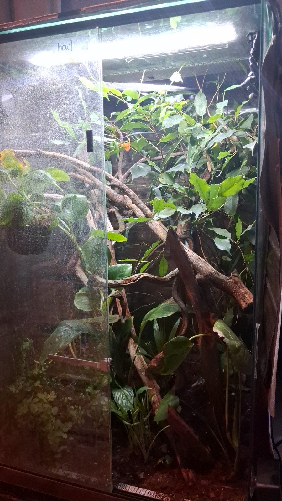 jemen kameleon met terrarium, Dieren en Toebehoren, Met terrarium