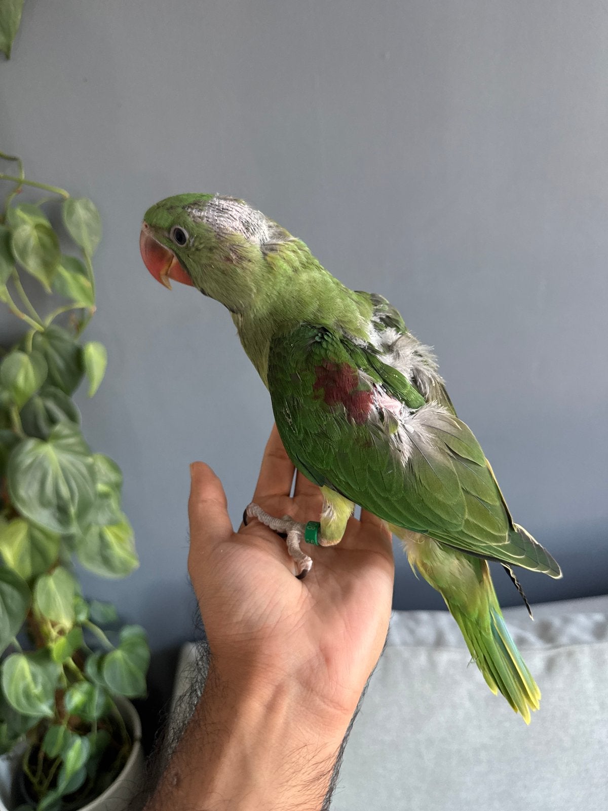 Super apprivoisée Bébé Perruche Alexandrine à vendre, Perruche