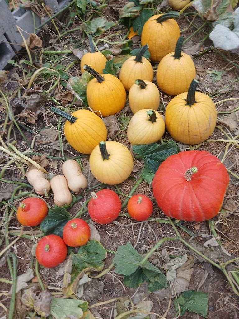 Pompoenen, Enlèvement