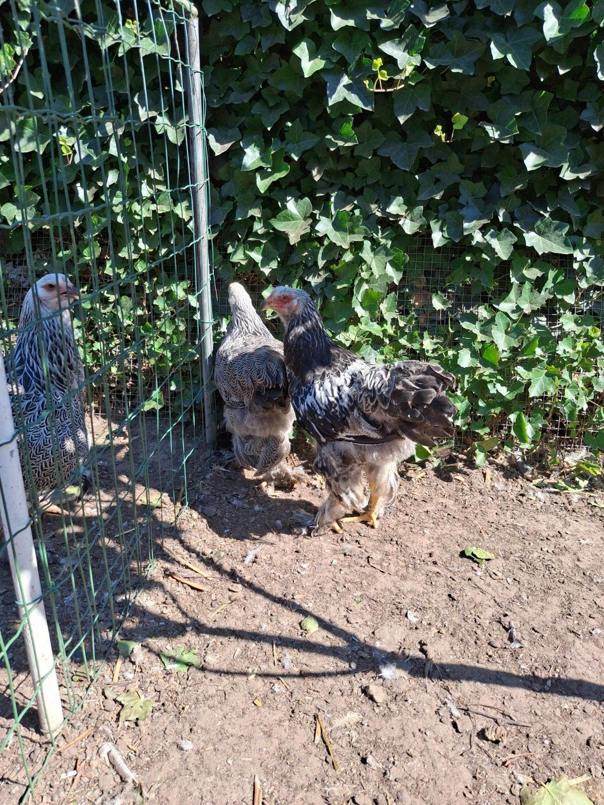 Trio brahma zilverpatrijs