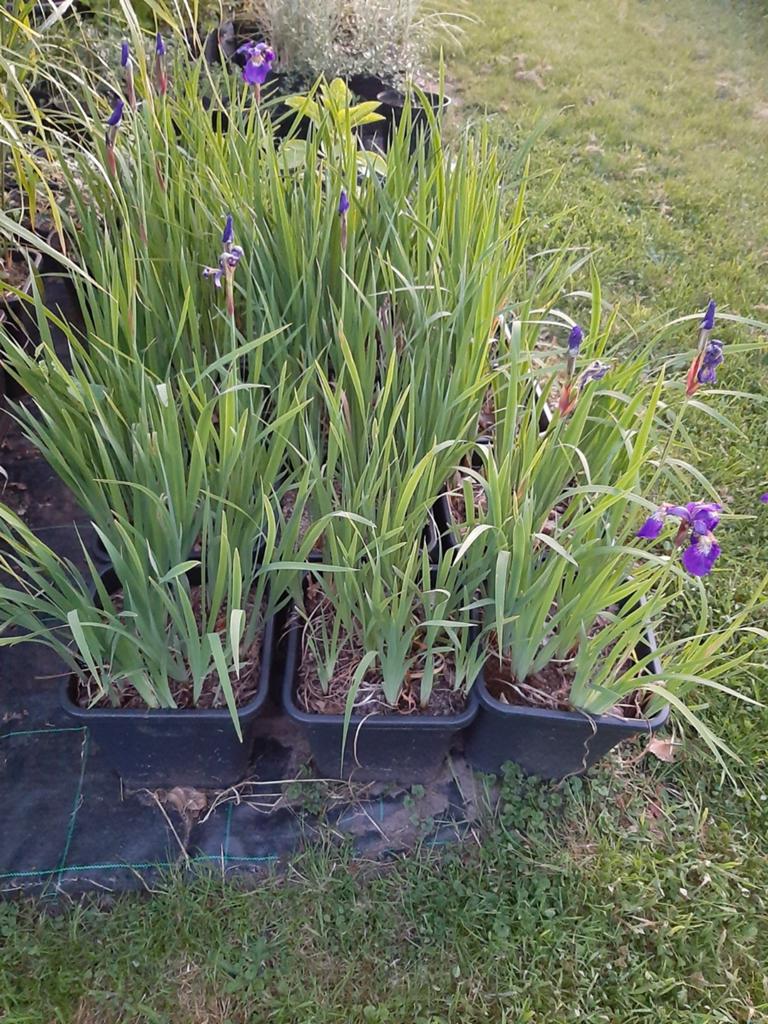 Iris tuinplanten, Ophalen