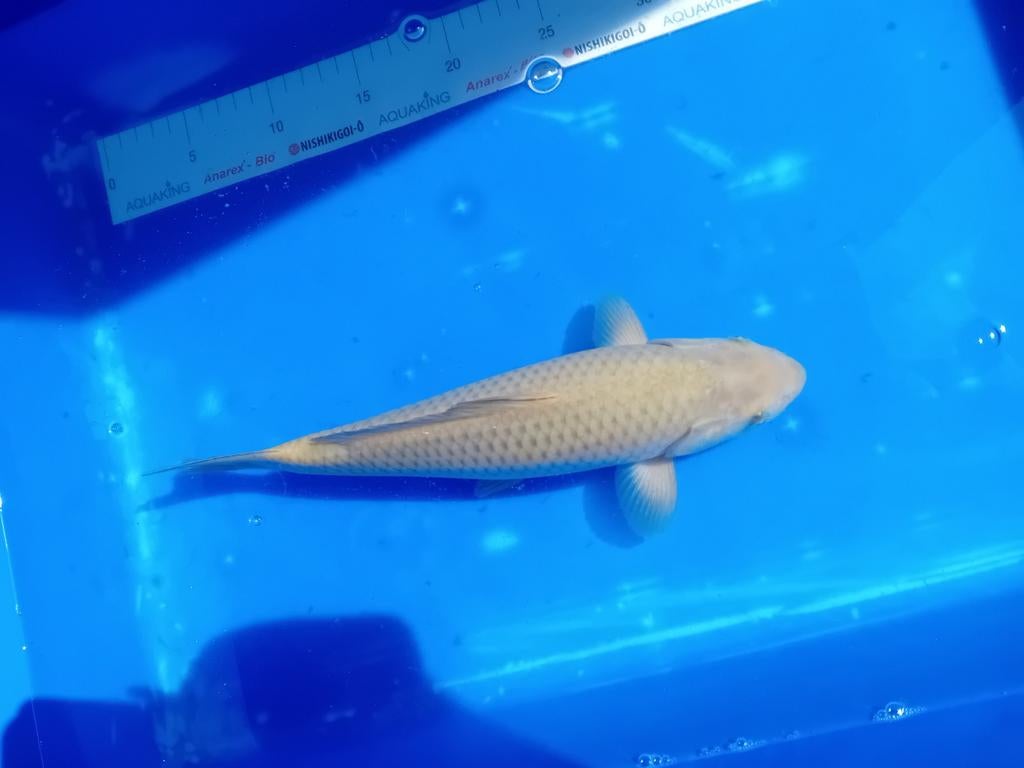 Chagoi, Karper of Koi