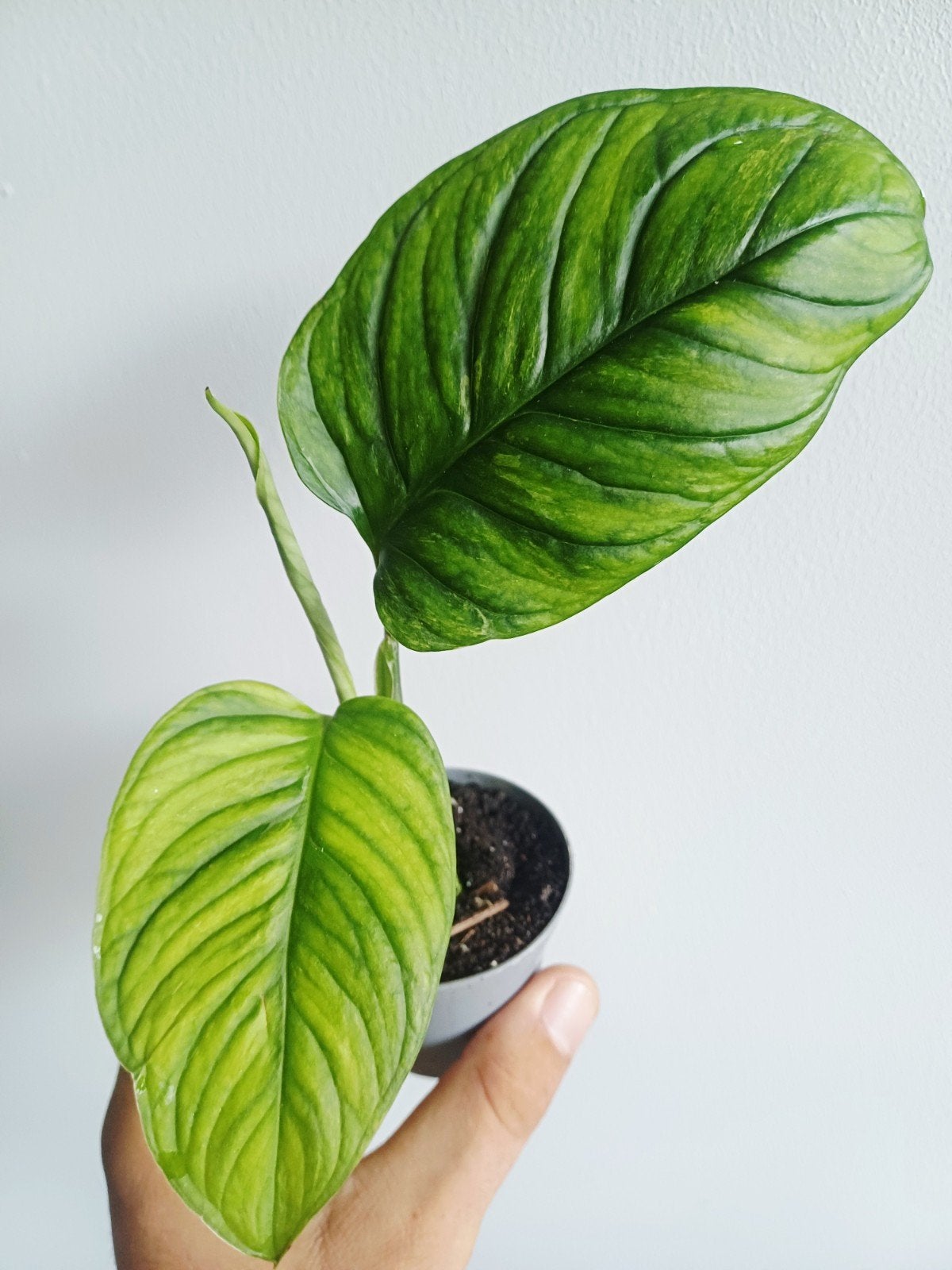 Monstera Mayuna variagata, Autres espèces, En pot, Enlèvement ou Envoi, Moins de 100 cm