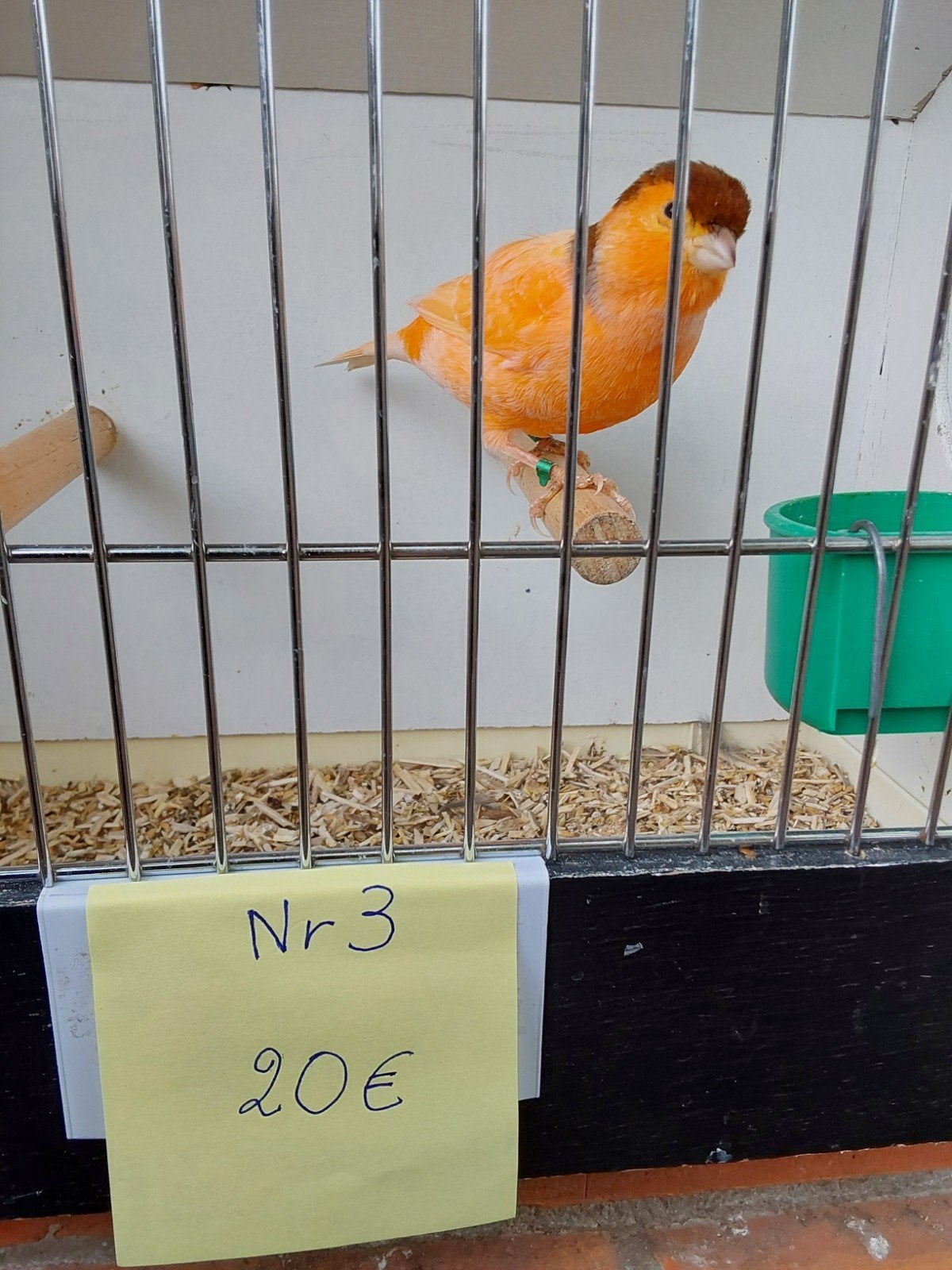 Kanarie, Dieren en Toebehoren