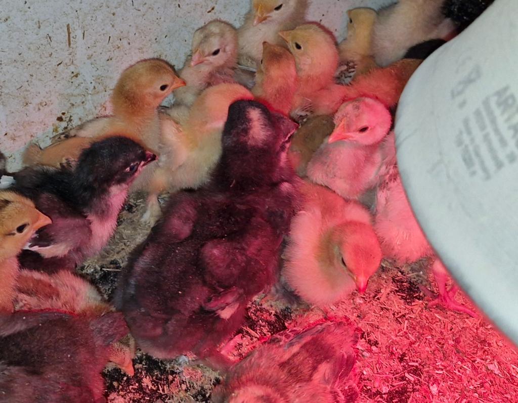 Cochin kriel kuikens, Dieren en Toebehoren