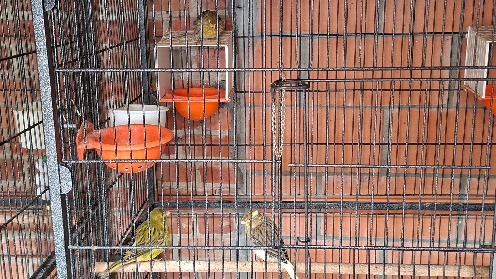 3 jonge kanaries te koop, Dieren en Toebehoren, Kleurkanarie