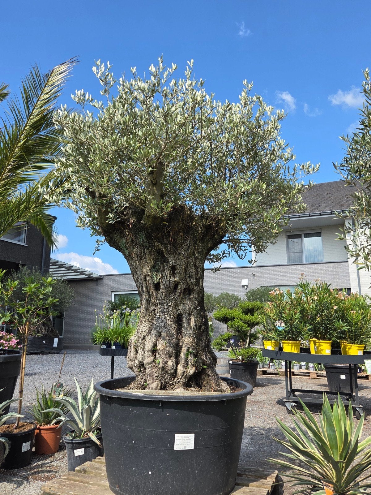 Olijfboom Olea Europaea Bonsai, Tuin en Terras, Planten | Bomen, Olijfboom, Ophalen