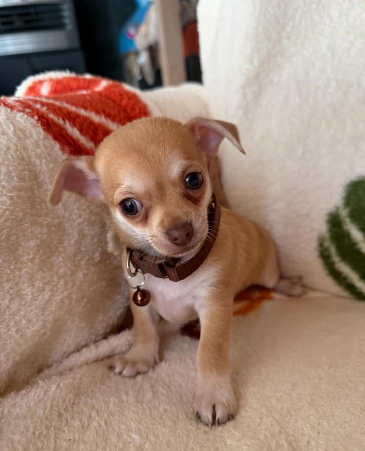 Chihuahua pup reu, Dieren en Toebehoren, België, CDV (hondenziekte), 8 tot 15 weken, Meerdere
