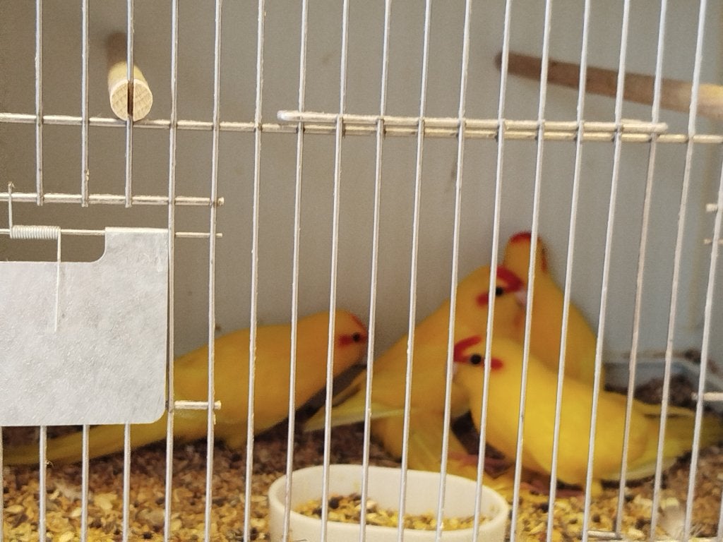 Kakariki's, Dieren en Toebehoren